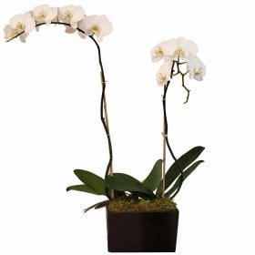 Orchid Duo Black (Select Orchid Color)