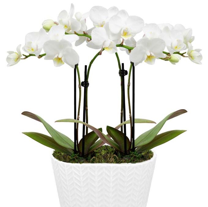 How to care for your orchid plant after delivery