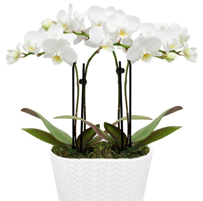 How to care for your orchid plant after delivery