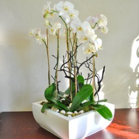 Modern Orchid Garden