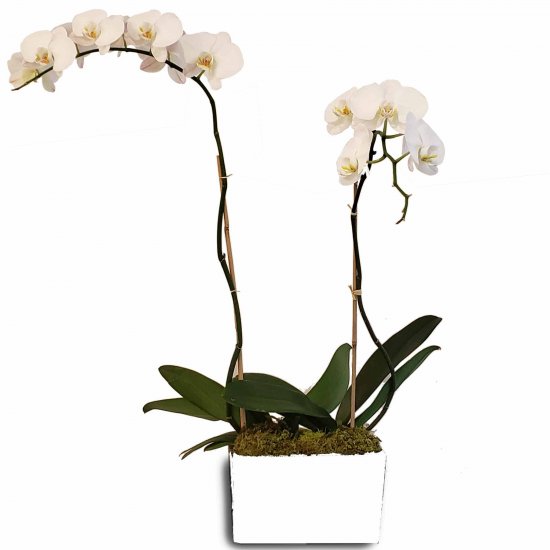 Orchid Duo White (Select Orchid Color) - Click Image to Close
