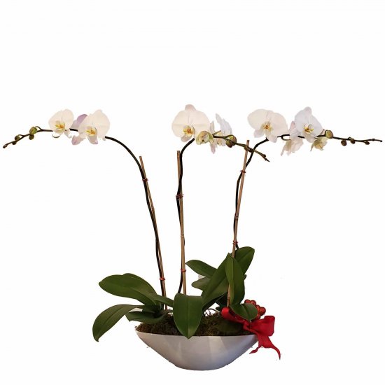 Phalaenopsis Trio - Click Image to Close