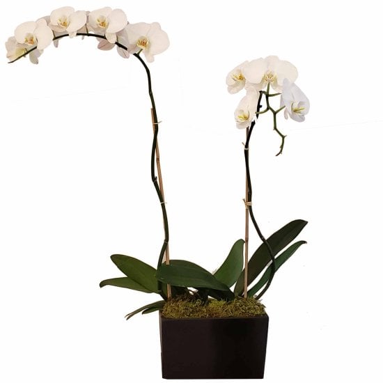 Orchid Duo Black (Select Orchid Color) - Click Image to Close