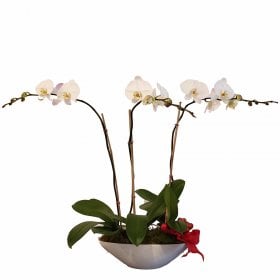 Phalaenopsis Trio