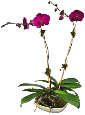 Phalaenopsis Orchid - Click Image to Close