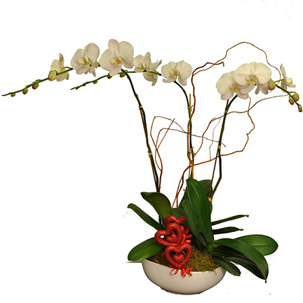 Orchids with Love - Click Image to Close