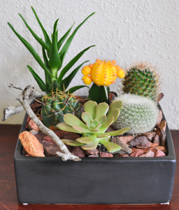 Succulent Plant garden