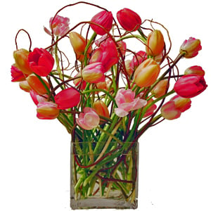 Captured Tulips II - Click Image to Close