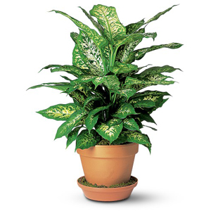 DIEFFENBACHIA