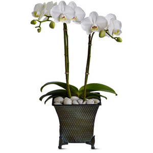 Orchid Plant