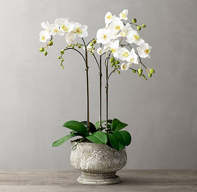 Orchids & Plants